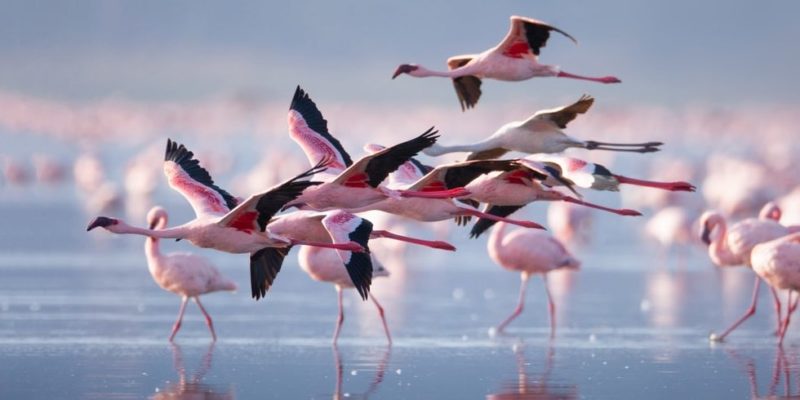 animais voadores do flamingo