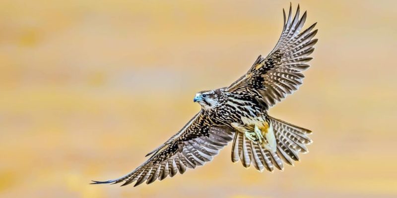 aves de rapiña presa rapaces depredador