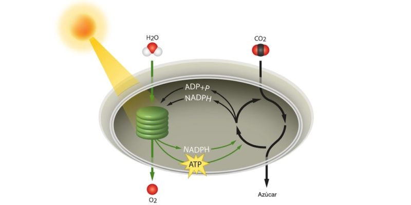 fotosintesis ciclo de calvin autotrofo