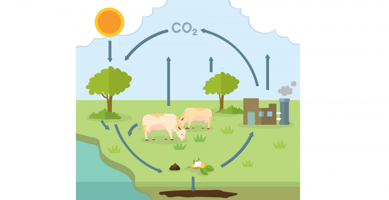 ciclo do carbono