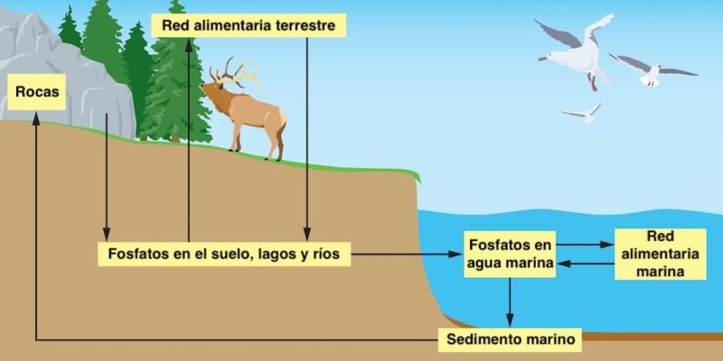 ciclo do fósforo