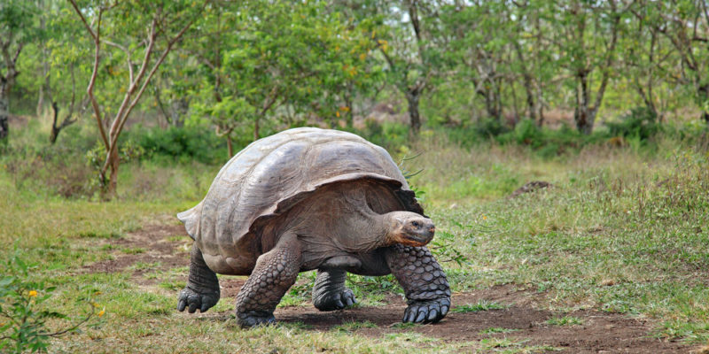 Tartaruga de Galápagos - Espécie Extinta