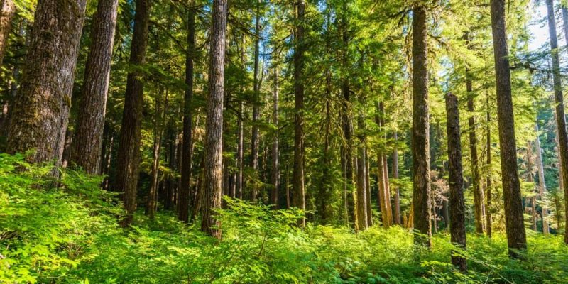 ecossistema de floresta temperada