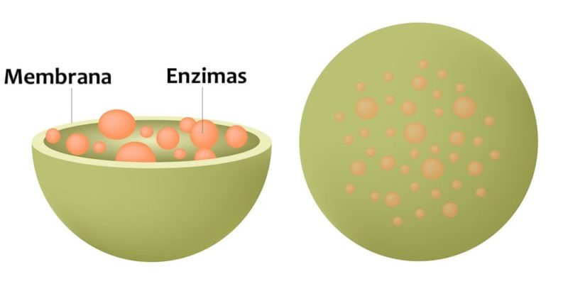 lisossoma