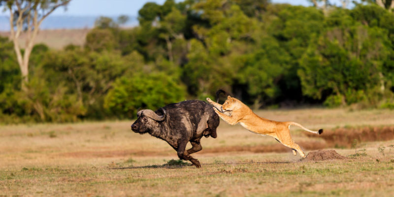 predador e presa