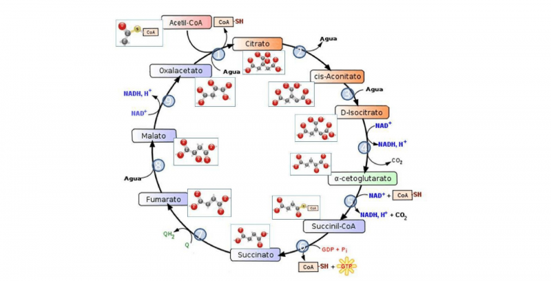 Ciclo de Krebs