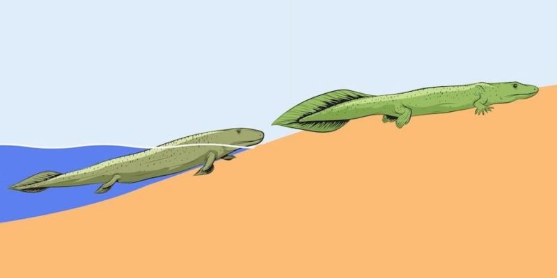 teoria da evolução de lamarck história