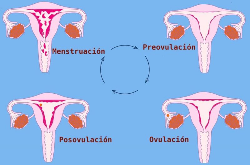 reprodução do ciclo menstrual