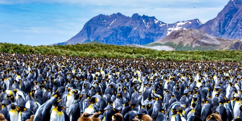 colônia de biologia de pinguins