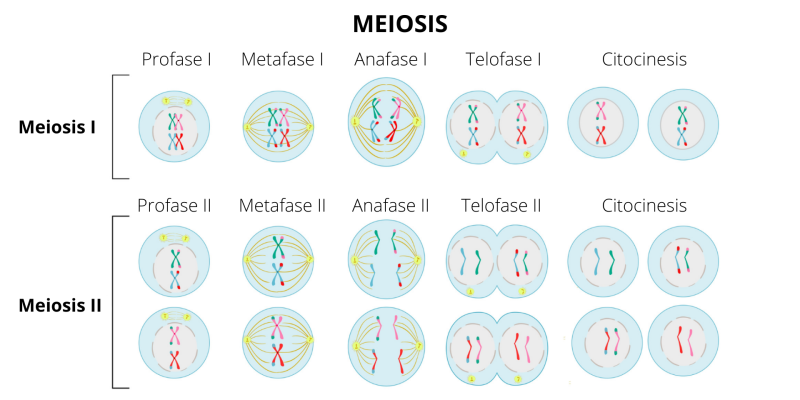 Meiose