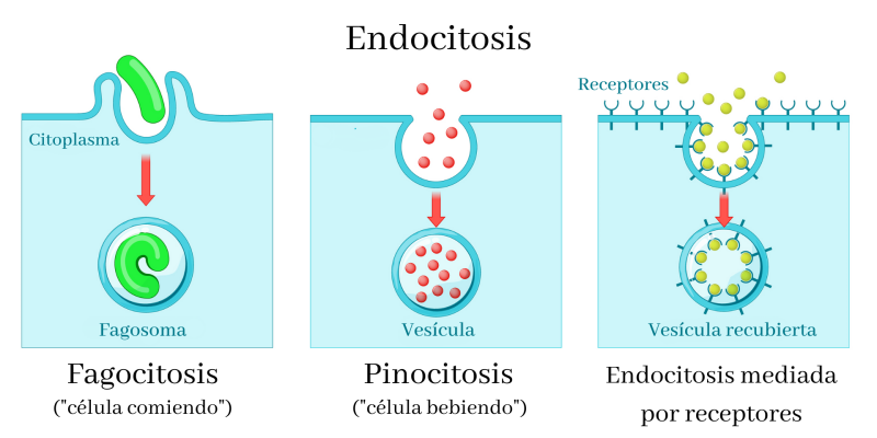 endocitose