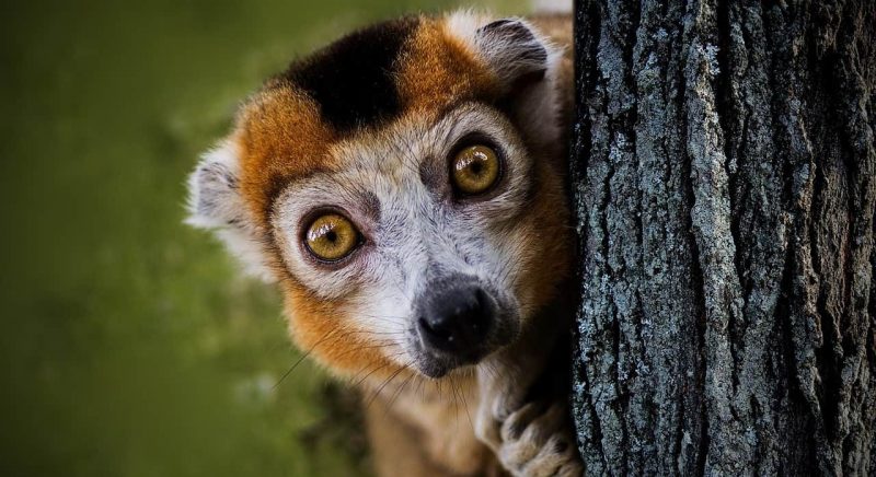 animais vertebrados