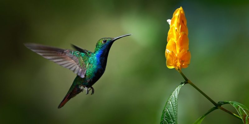 Ciências factuais - biologia